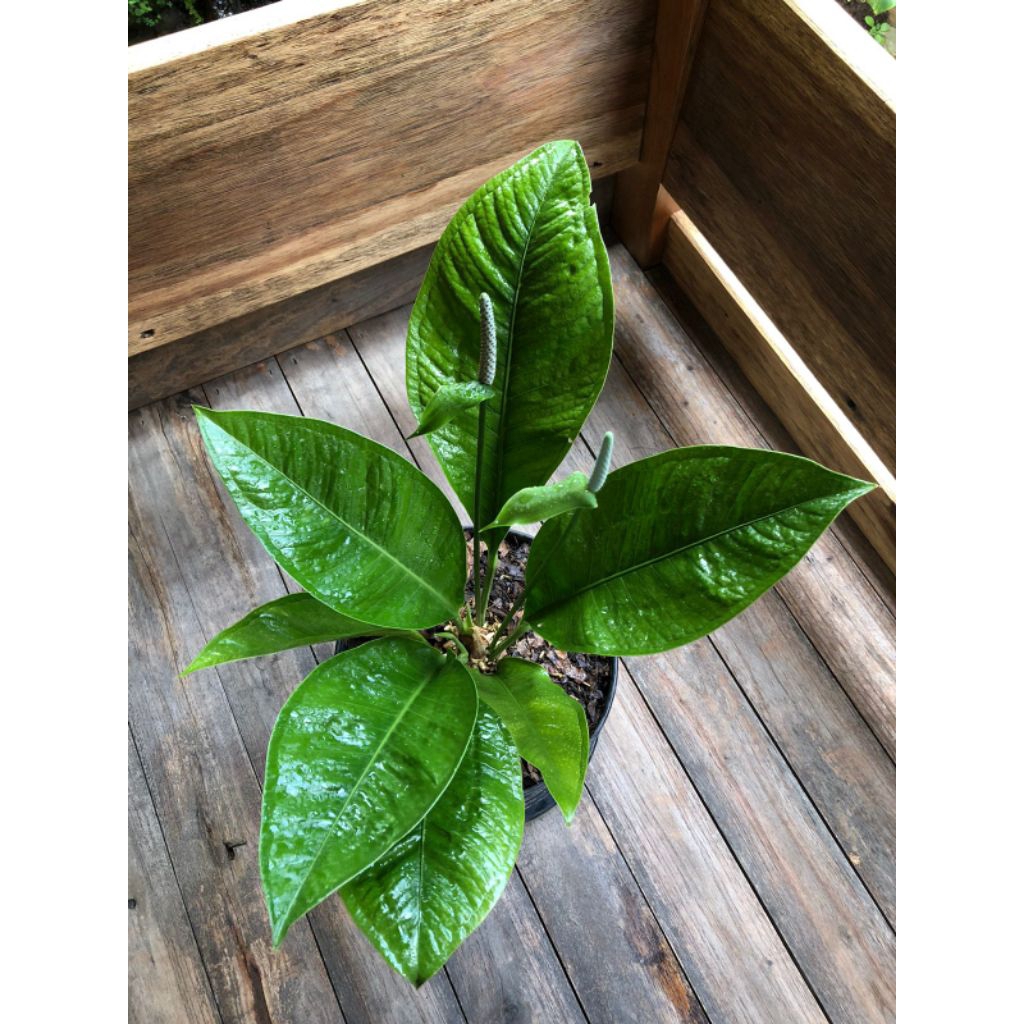 Tanaman Hias Anthurium Oxycarpum ( Anthurium Levis )