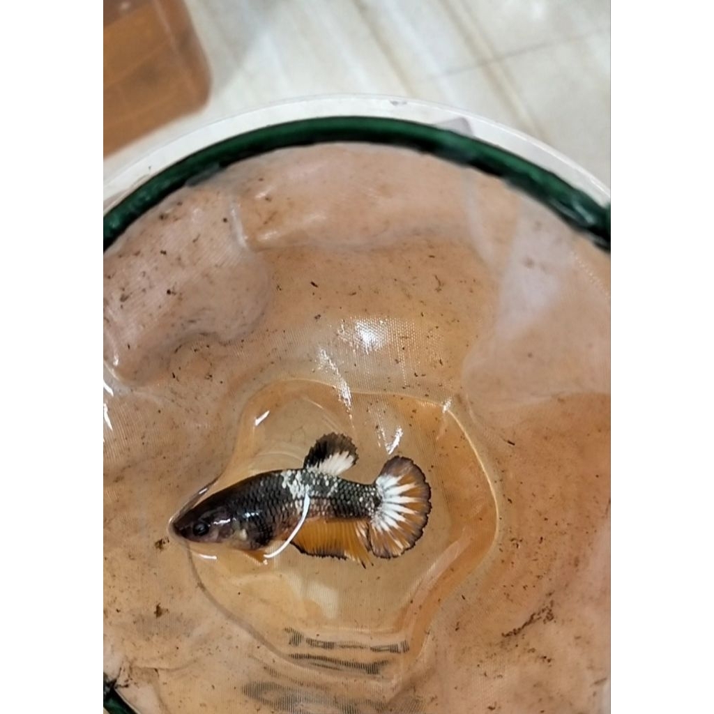 cupang female/betina yellow fancy army 100% sesuai foto/vidio real pict