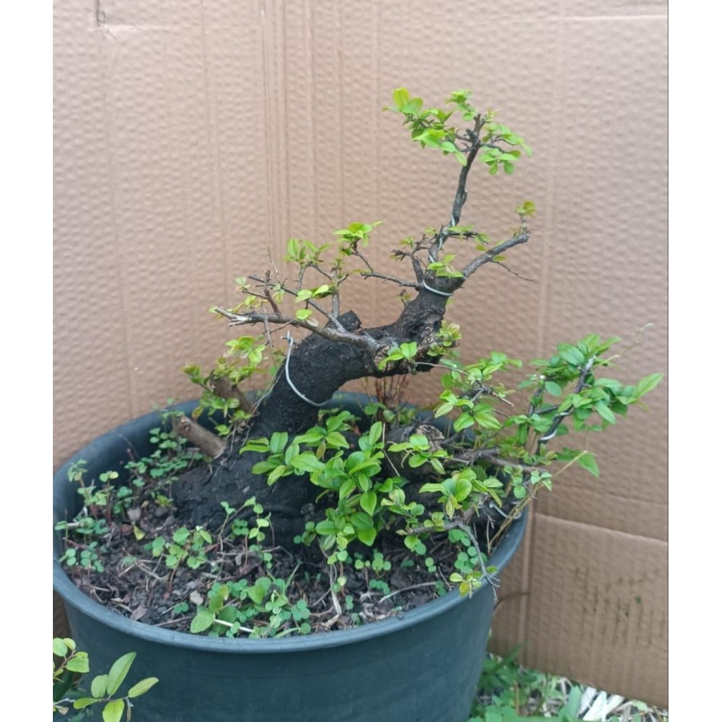 Bonsai Mustam Real Picture