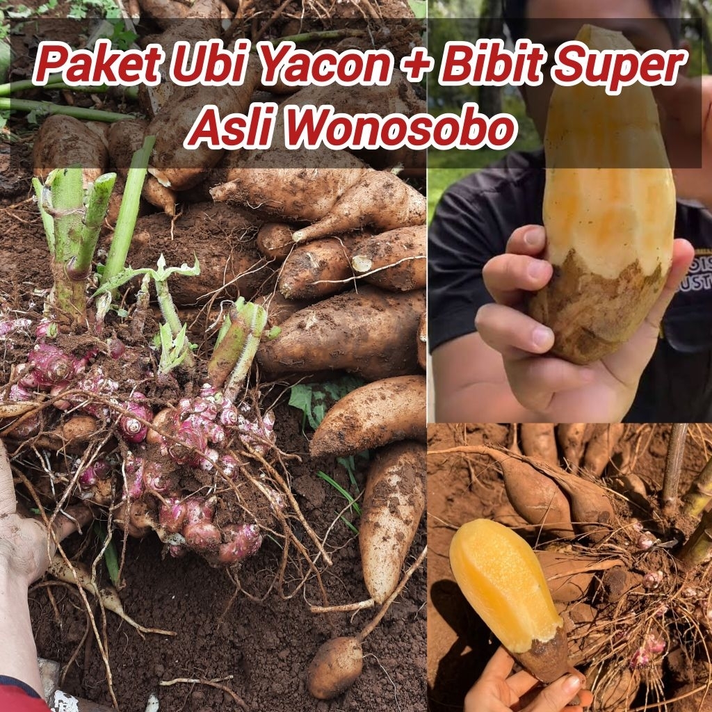 Umbi Yacon Super Asli Wonosobo Setengah Kg, Bonus Rimpang Bibit Umbi Yacon Super