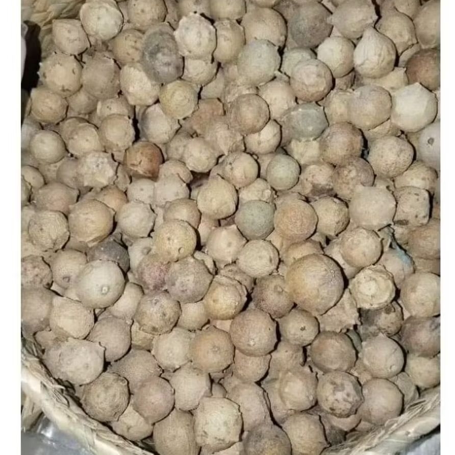 

biji buah manjakani 1kg