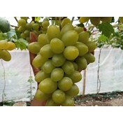 

bibit anggur jupiter usa rasa permen karet