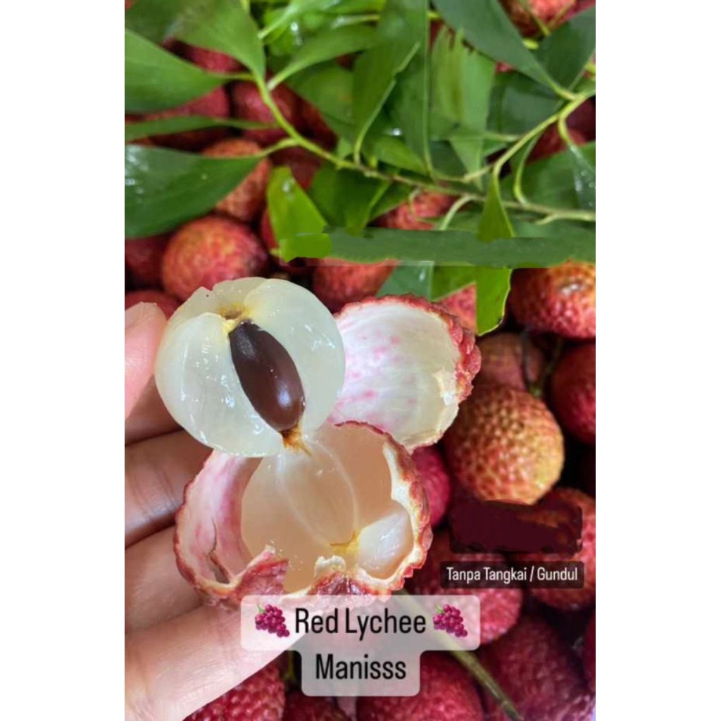 

LYCHEE MERAH MADU FRESH 1 KG