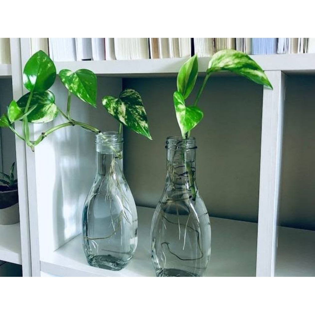 sirih gading tanaman sirih gading