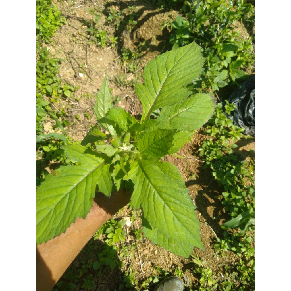 

daun sintrong organik super segar