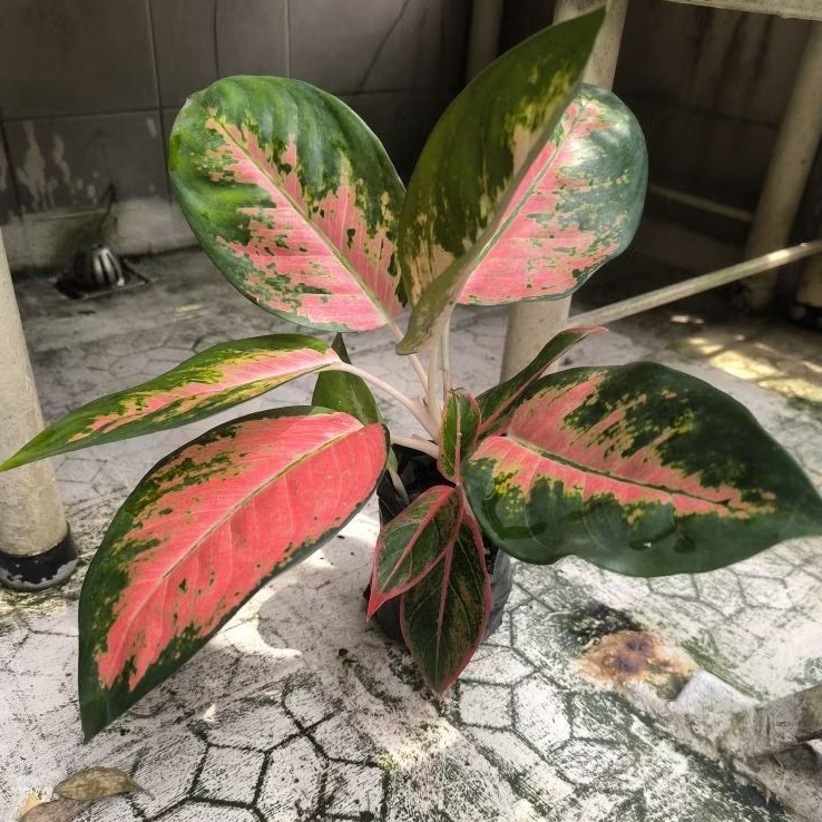 tanaman hias aglonema merah aglonema kocin red kochin