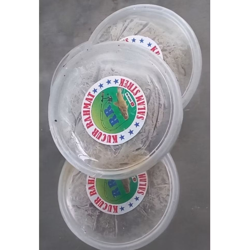 Umpan Kucur Rahmat / RR