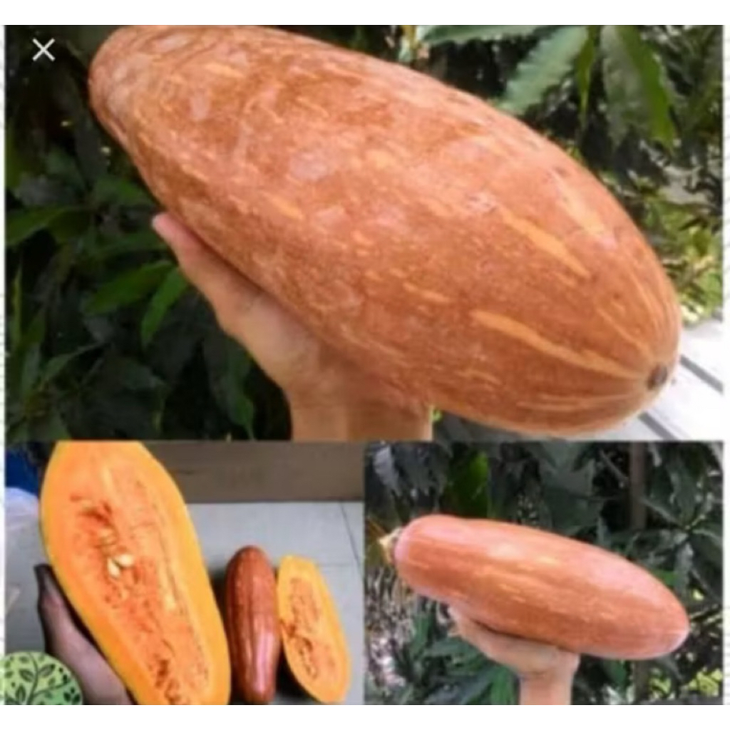 Benih biji Labu kuning lonjong 10 butir