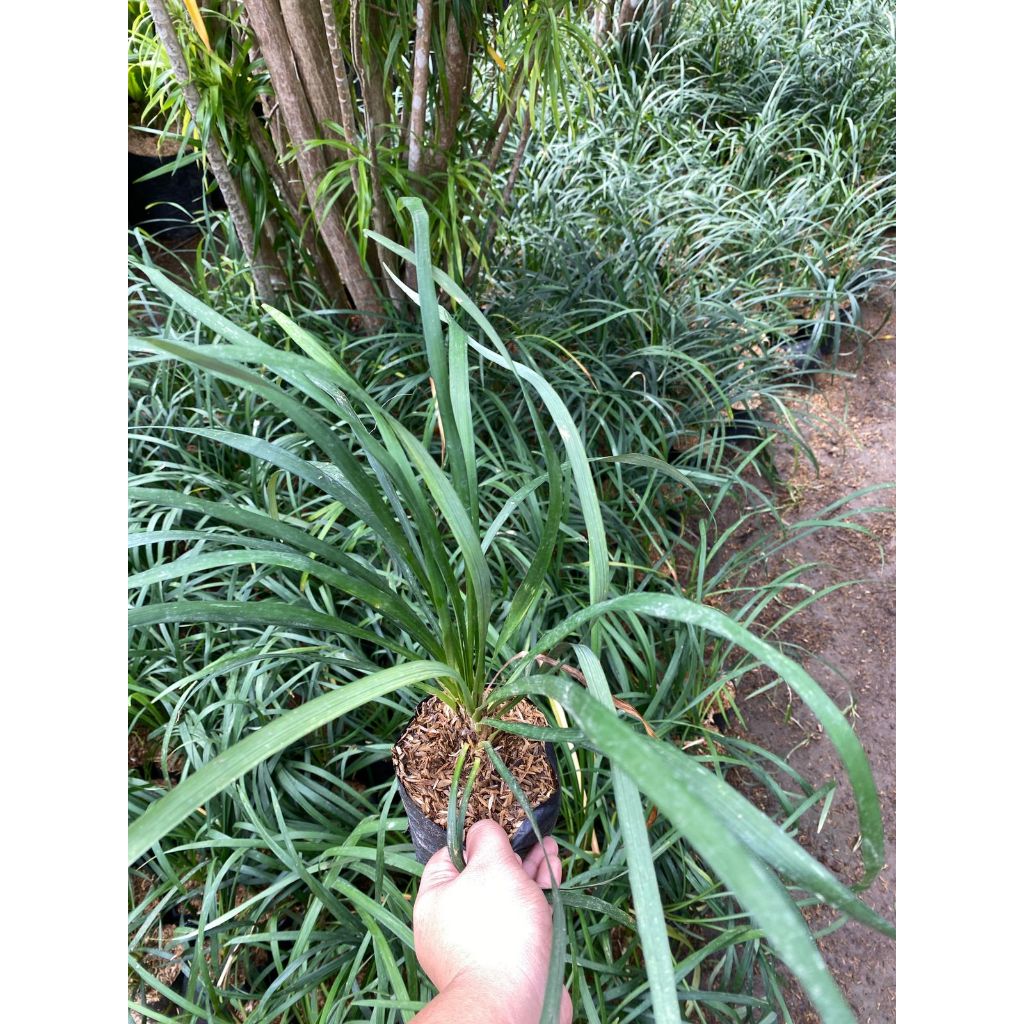 Tanaman hias jaburan hijau