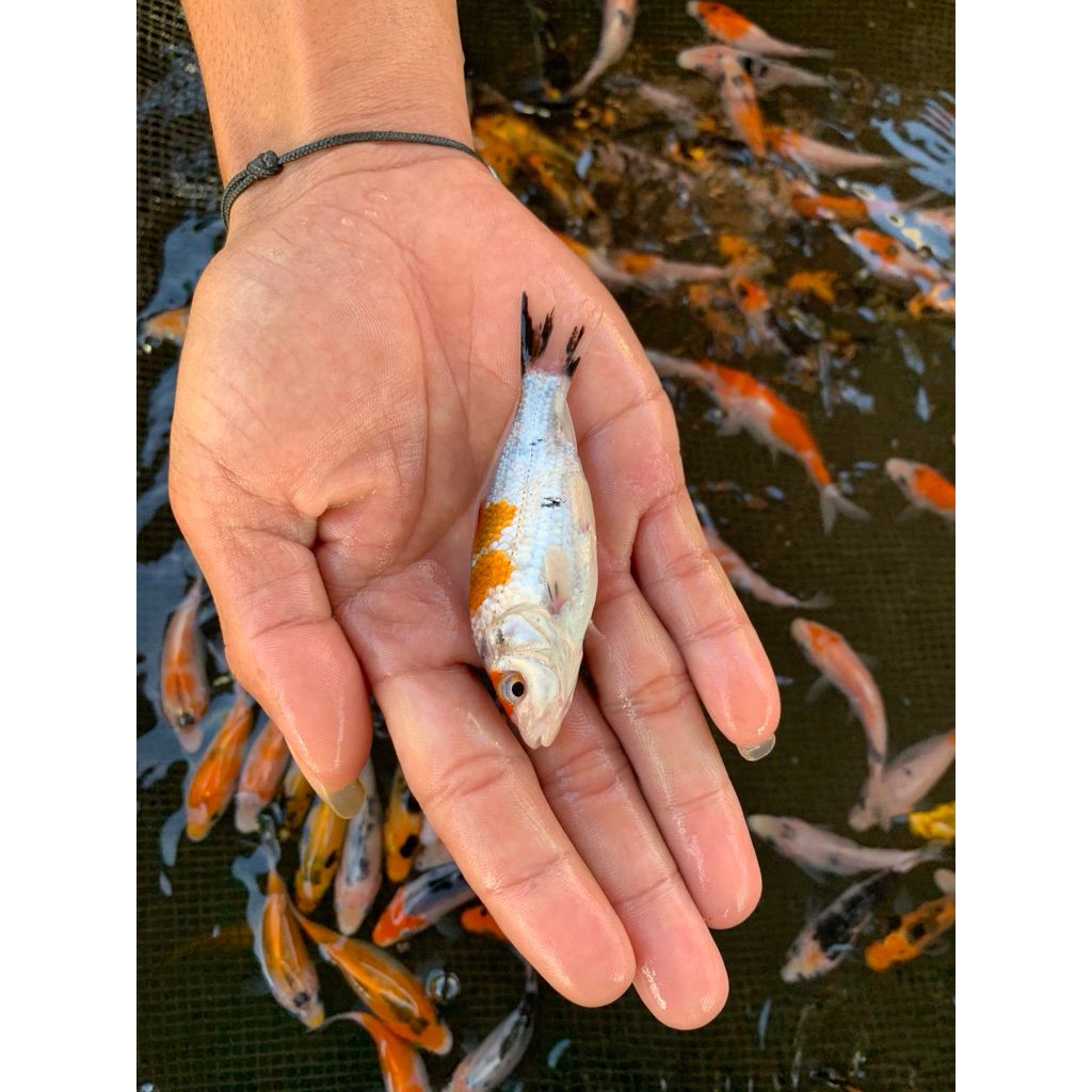 

ikan mix koi