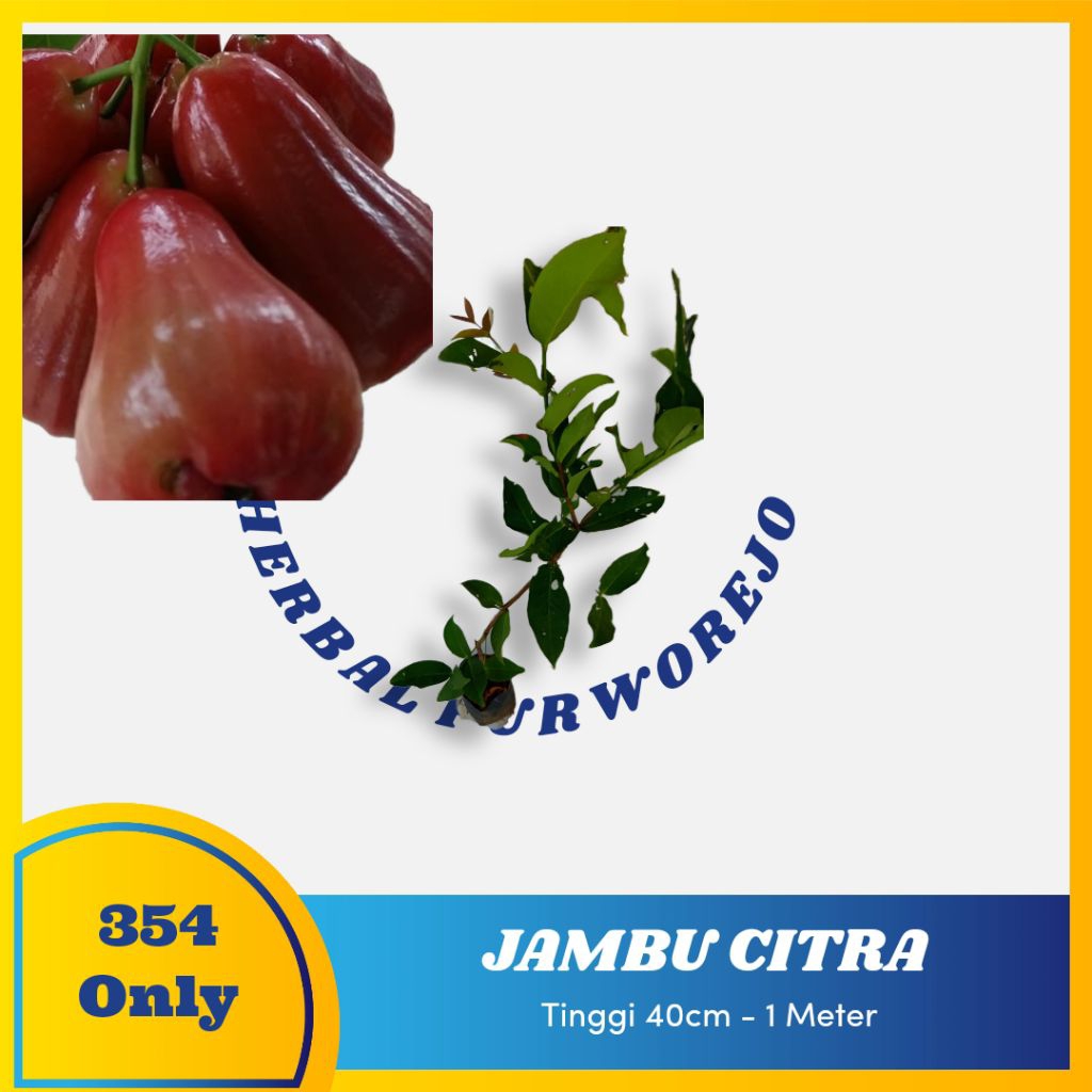 Bibit jambu air citra merah - jambu citra okulasi cepat berbuah - jambu citra