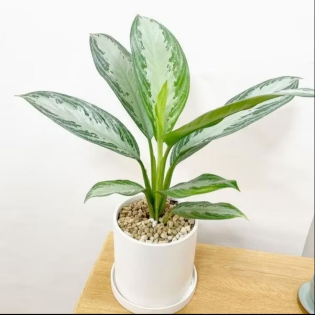 BISA COD Tanaman aglonema blanceng silver- aglonema blanceng  silver