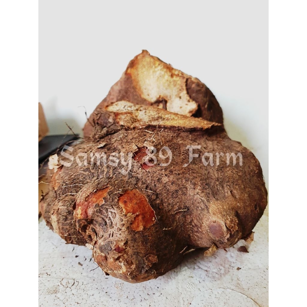 

Umbi Uwi Putih / Uwi Beras /Huwi