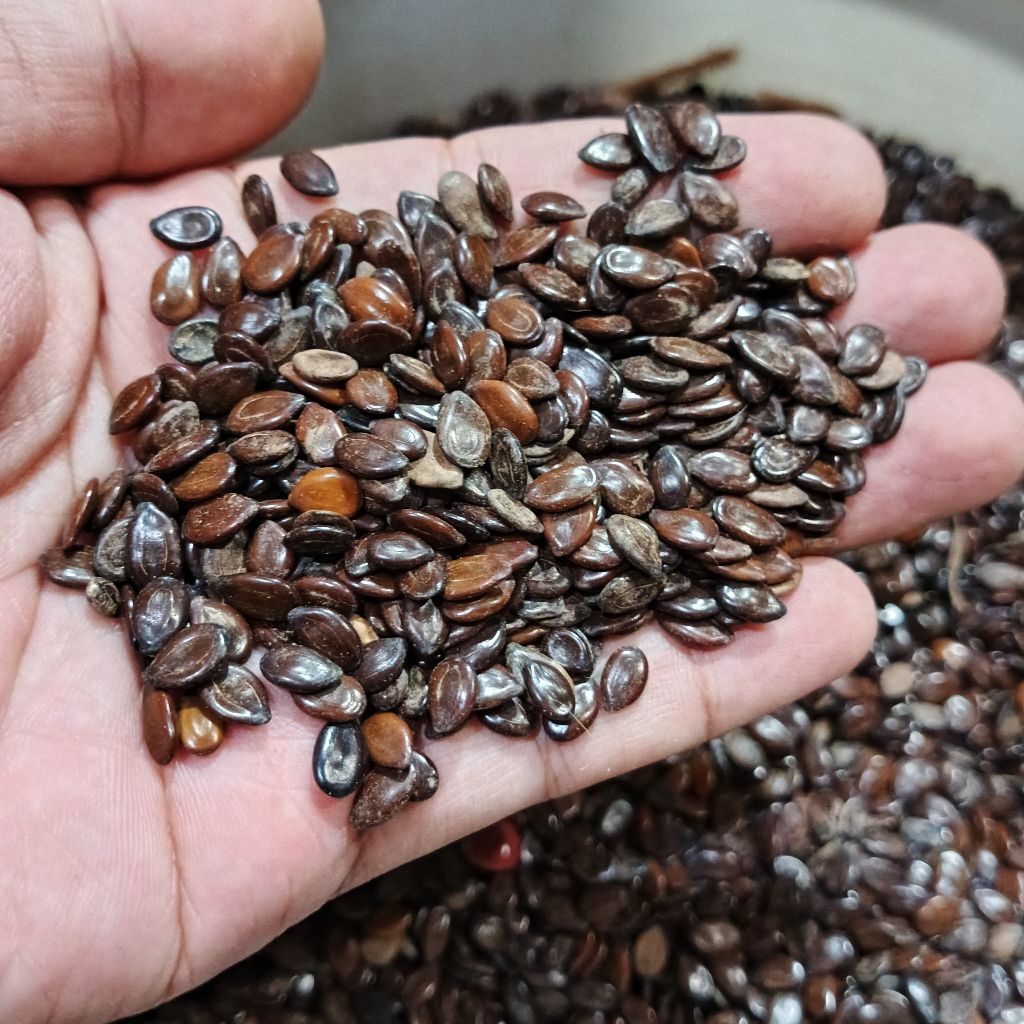 

biji lamtoro ecer - biji Manding - buah Manding - kerajinan biji lamtoro