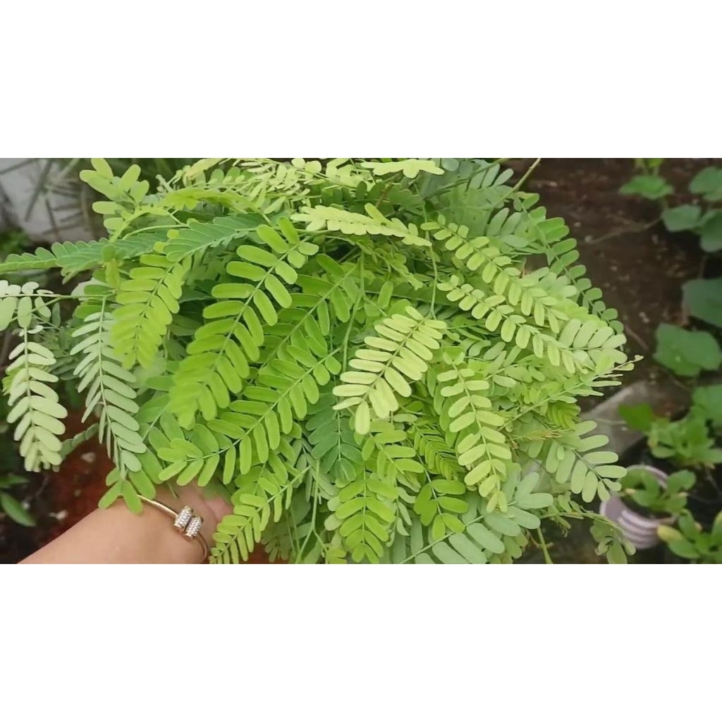 

daun asam Jawa / 500 gr