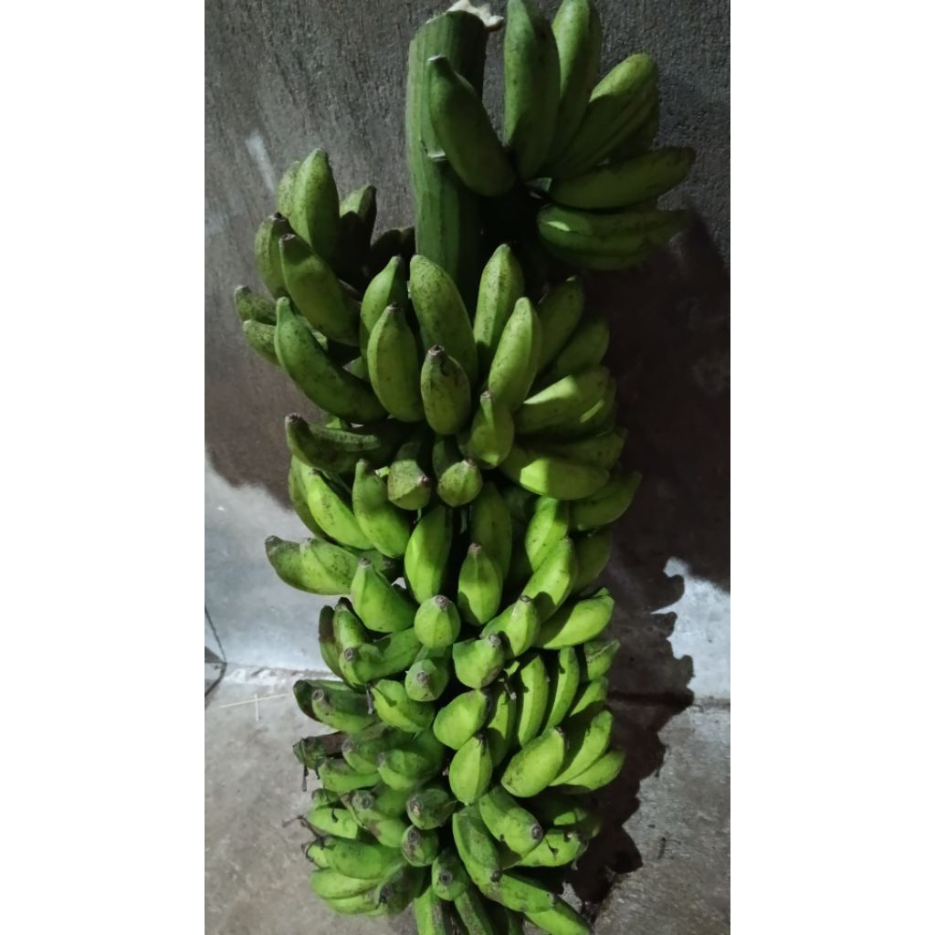 

pisang susu