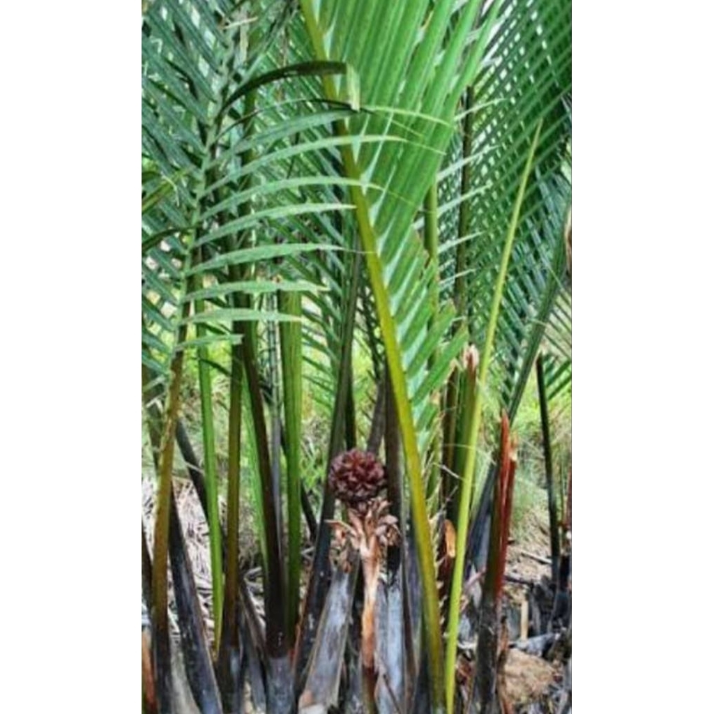 

Daun buah nipah asli organik isi 25 lembar siap pakai