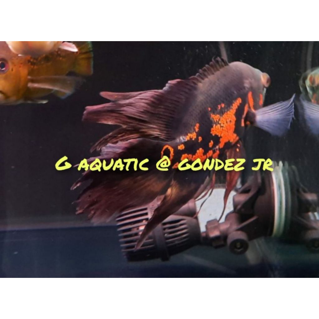 ikan Oscar Tiger slayer size 7-8cm