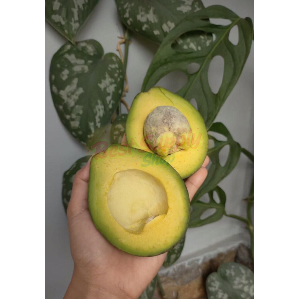 

ALPUKAT MENTEGA PADANG 1Kg