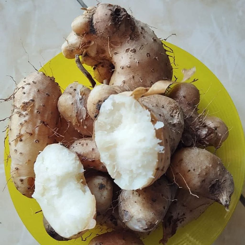 

Ubi gembili ketan super paket hemat gratis ongkir