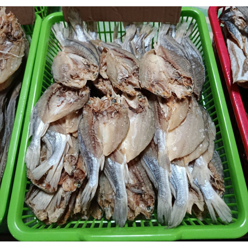 

Iwak karing kepala batu (BALAMA) Termurahhh