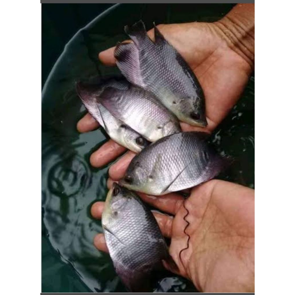 Bibit ikan gurame soang ukuran super paket 10-50ekor