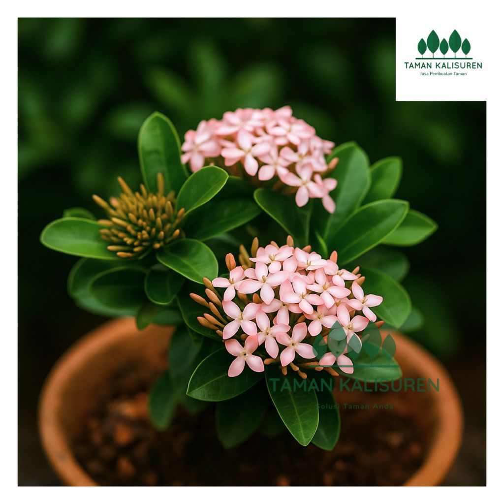 Asoka jambon Bunga ungu/pink dan Bunga Putih Tanaman Hias asoka