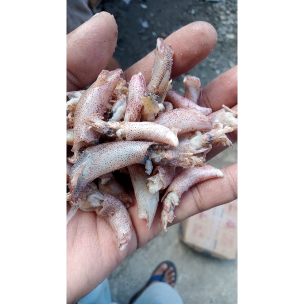 

cumijunior