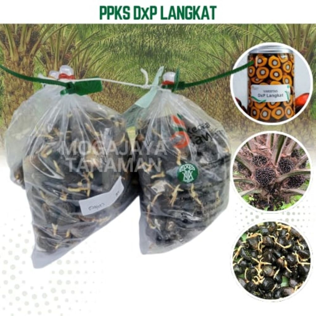 (TERLARIS NO.1) PPKS DxP LANGKAT | Bibit Benih  Kecambah Kelapa Sawit Unggul | 250 Butir | COD