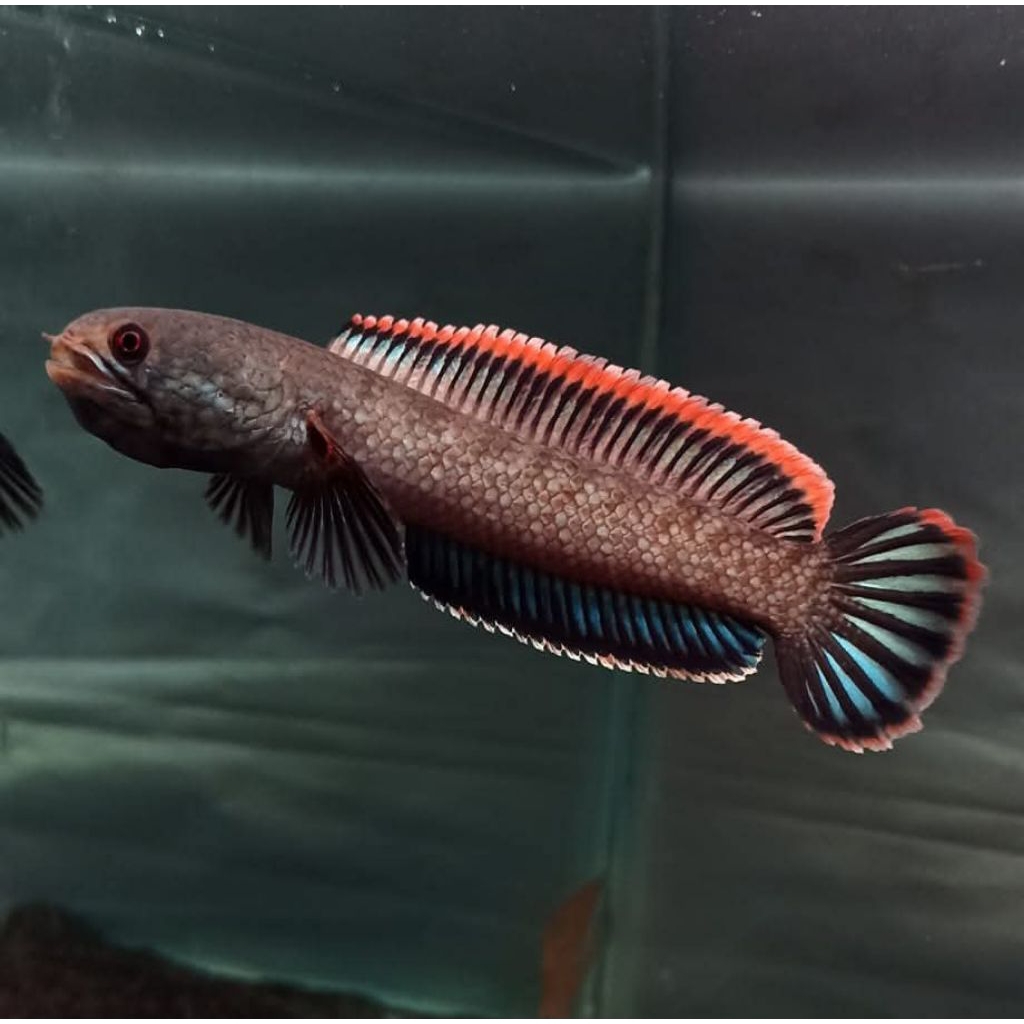 Limbata Wc lokal rim super tebal menyala Size 10-20cm kualitas grade A+