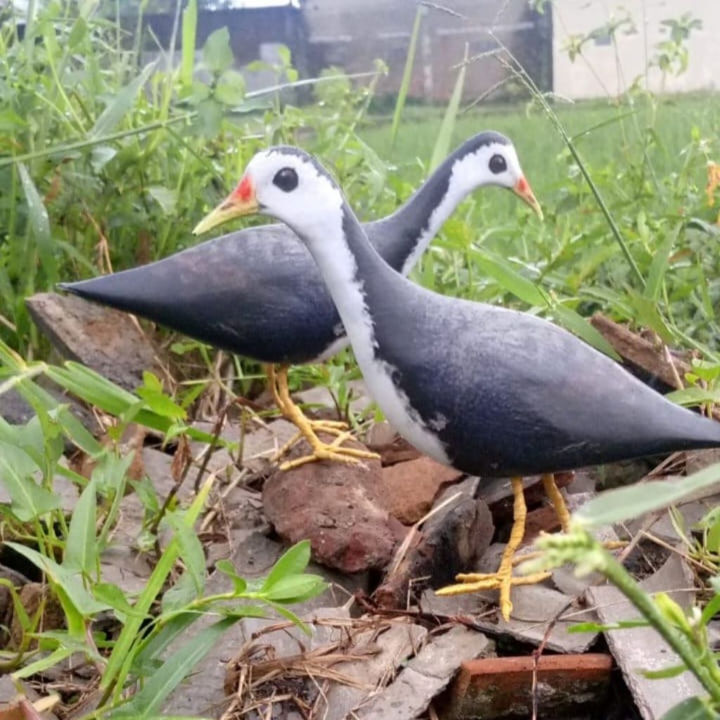 JONTROK KAREO MIRIP ASLI/PATUNG PEMIKAT BURUNG RUAK RUAK