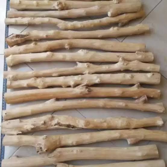 tangkringan burung kayu kopi / batang kayu kopi untuk tangkringan burung