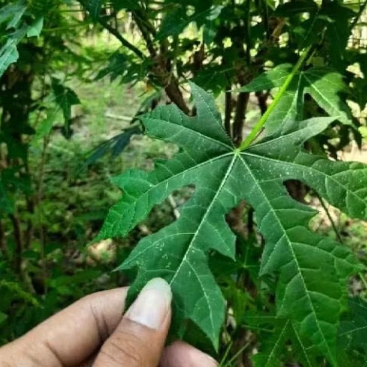 

Daun Pepaya Jepang Segar 10 Helai Dipetik Langsung