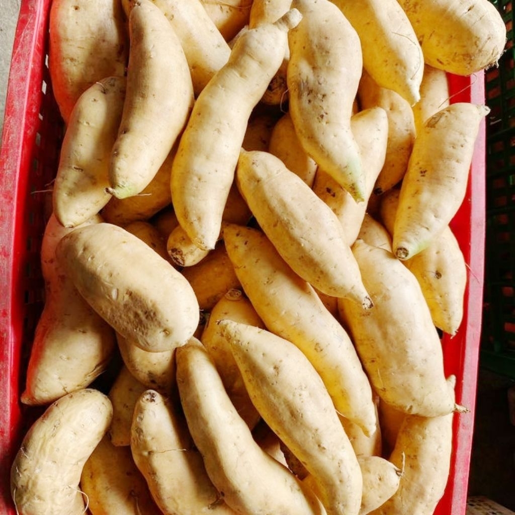 

Paket 30 Kilo Ubi Cilembu Fresh Manis Ukuran Besar Asli Tegal