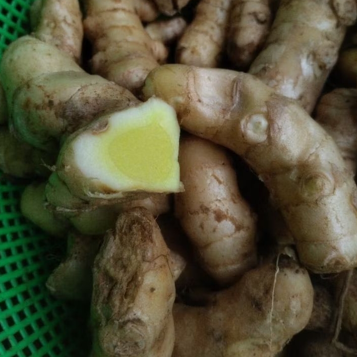 

temu mangga super 1kg