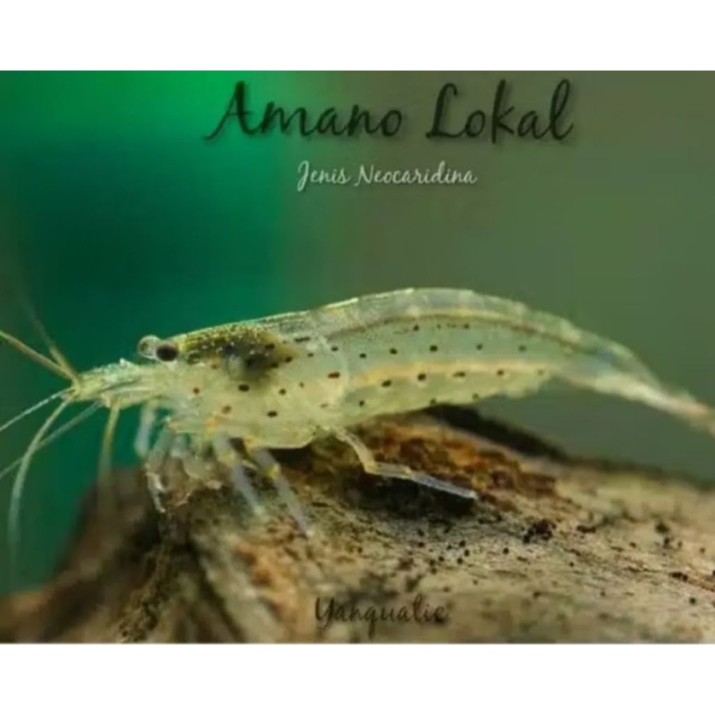 udang hias amano shrimp isi 100 ekor uk dewasa