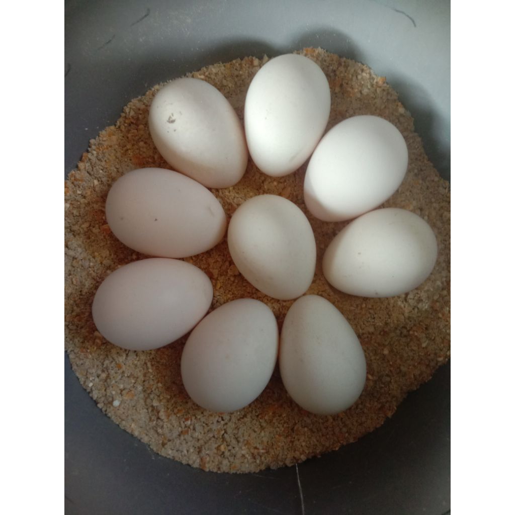 

Telur Ayam Elba Fertil Ayam Kampung Unggul