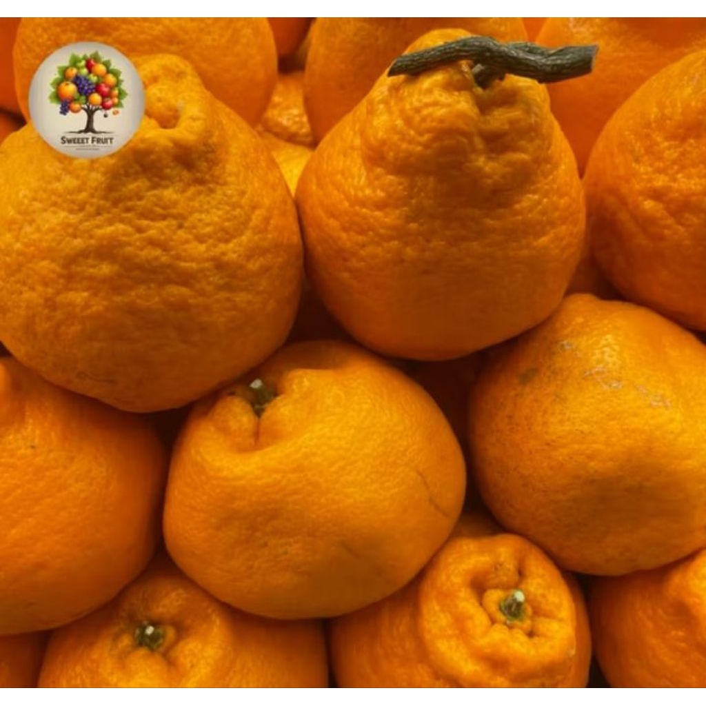 

Jeruk Dekopon Jepang Seedless / Jeruk Dekopon Jepang tanpa biji Fress 1kg