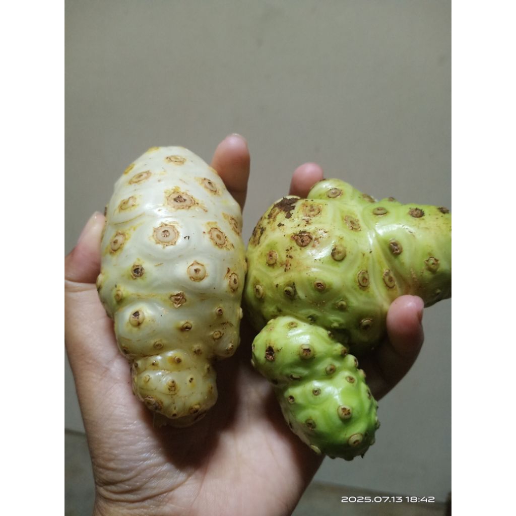 

buah mengkudu segar 1 kg