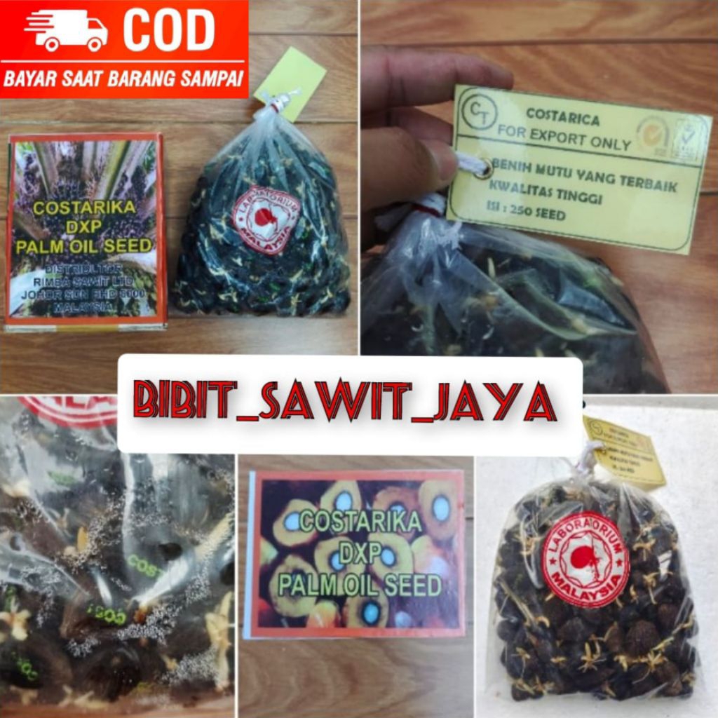 COD bibit kecambah sawit KUALITAS UNGGUL DxP COSTARIKA