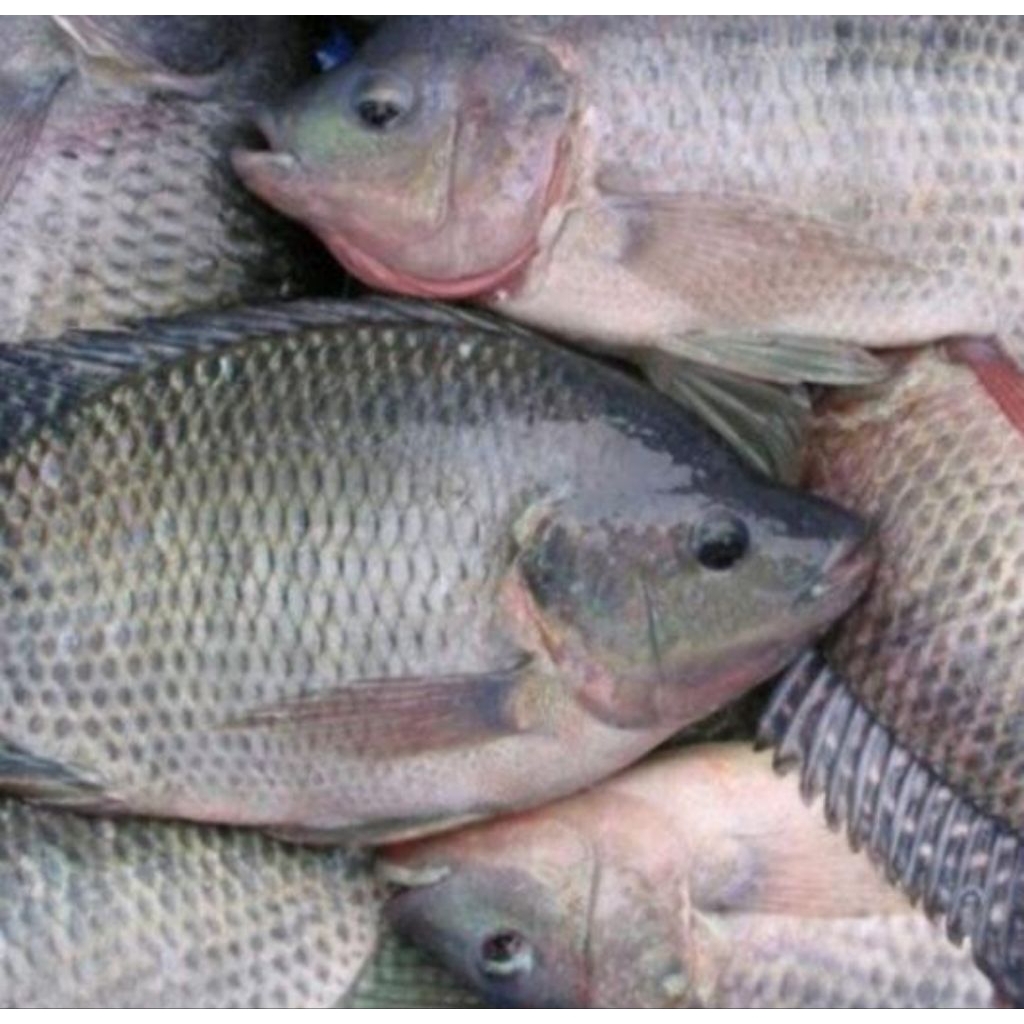 

IKAN NILA HIDUP