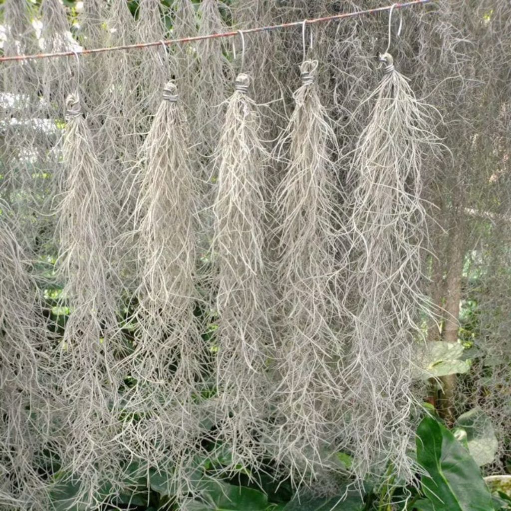 Tanaman Jenggot musa