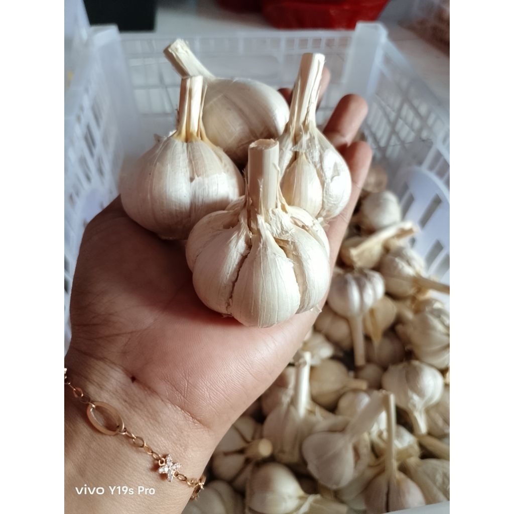 

BAWANG PUTIH KATING // BAWANG PUTIH BERSIH