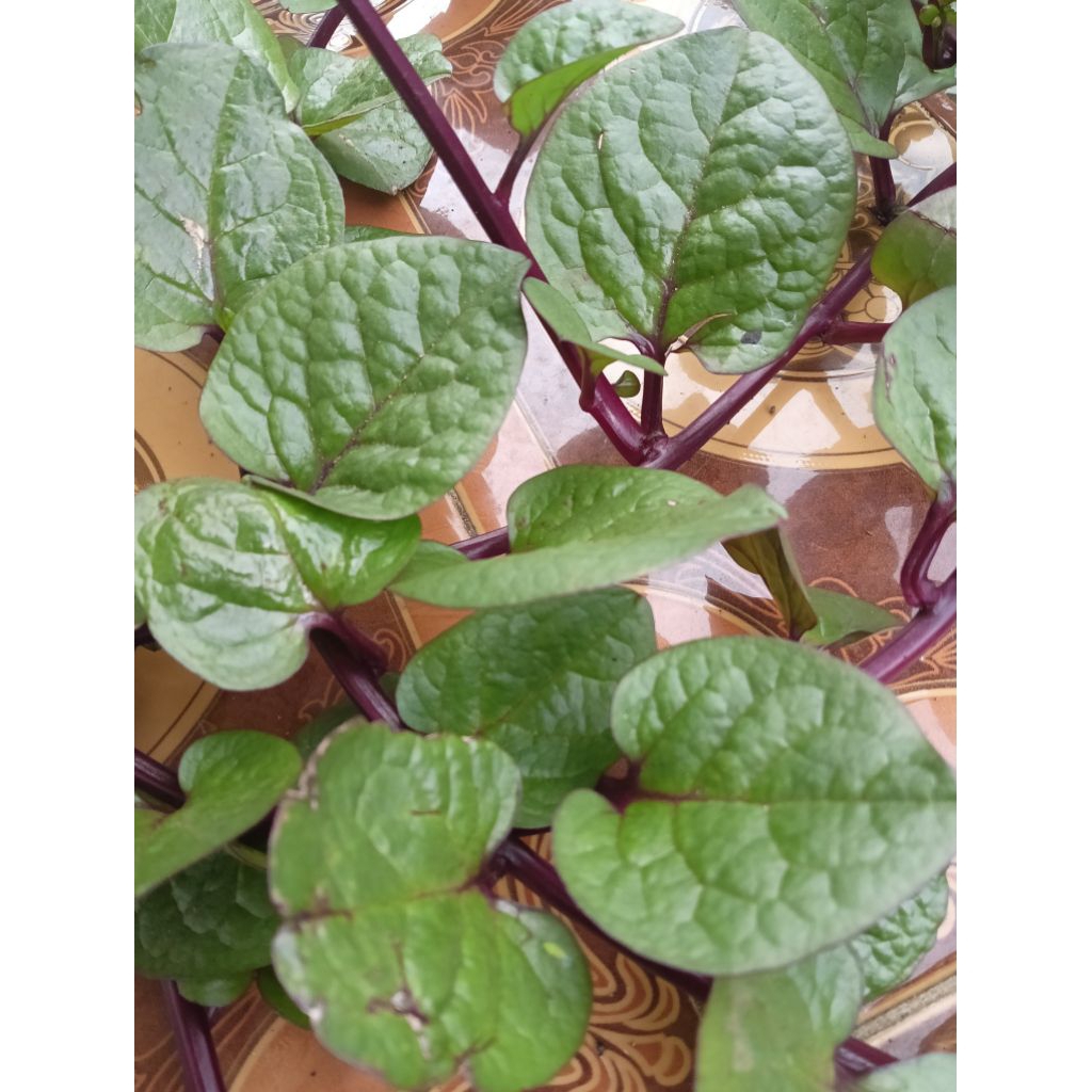 

Promoo Daun Binahong SEGAR SERIBU Manfaat