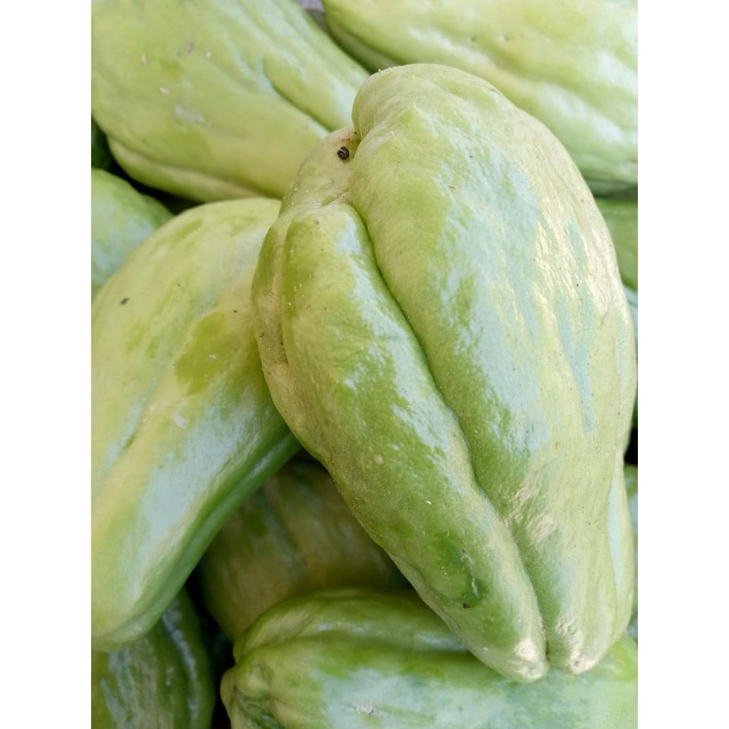 

labu siam 1 kg