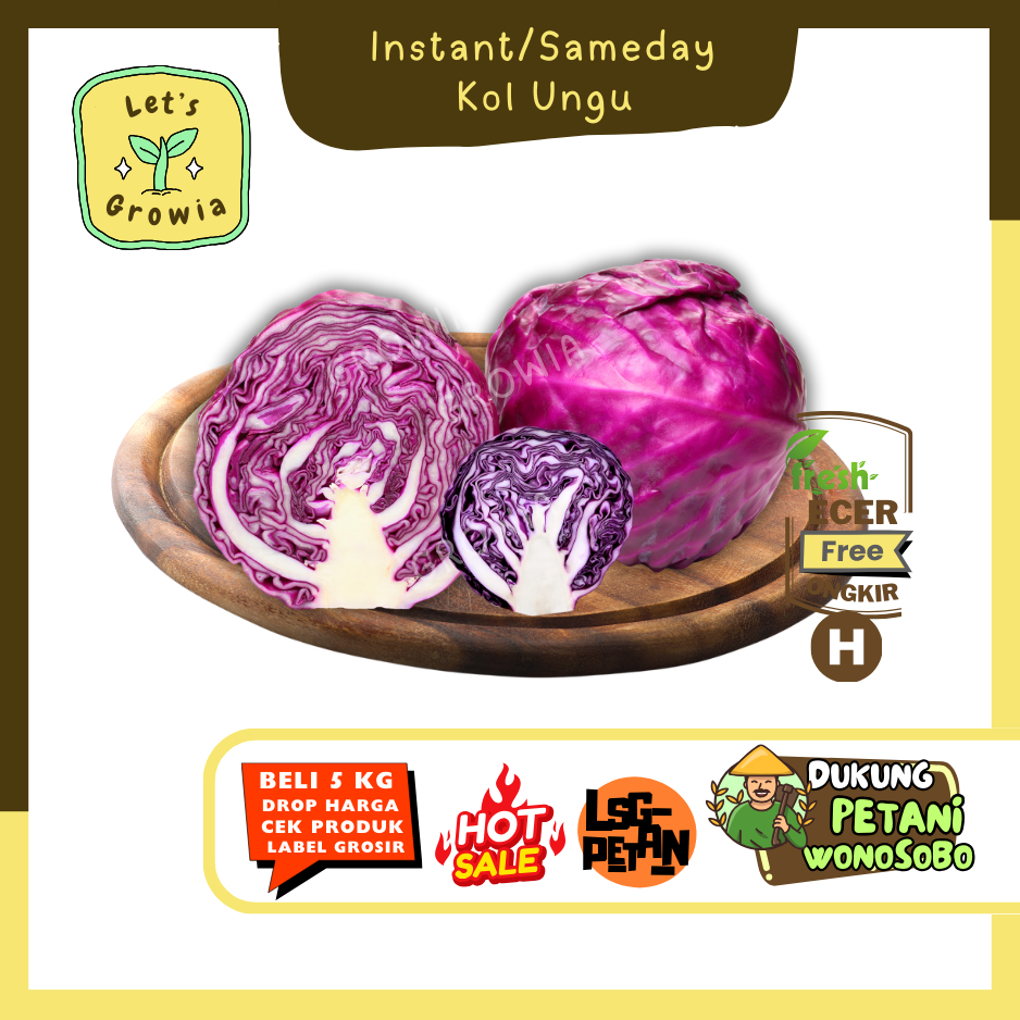 

Growia || Kol Ungu -- Hasil Petani Langsung Ecer Sayur Gunung (H)
