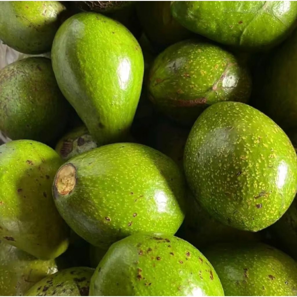 

buah alpukat lokal/kg