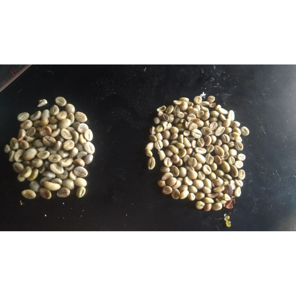 

kopi robusta kecil petik merah. kopi temanggung