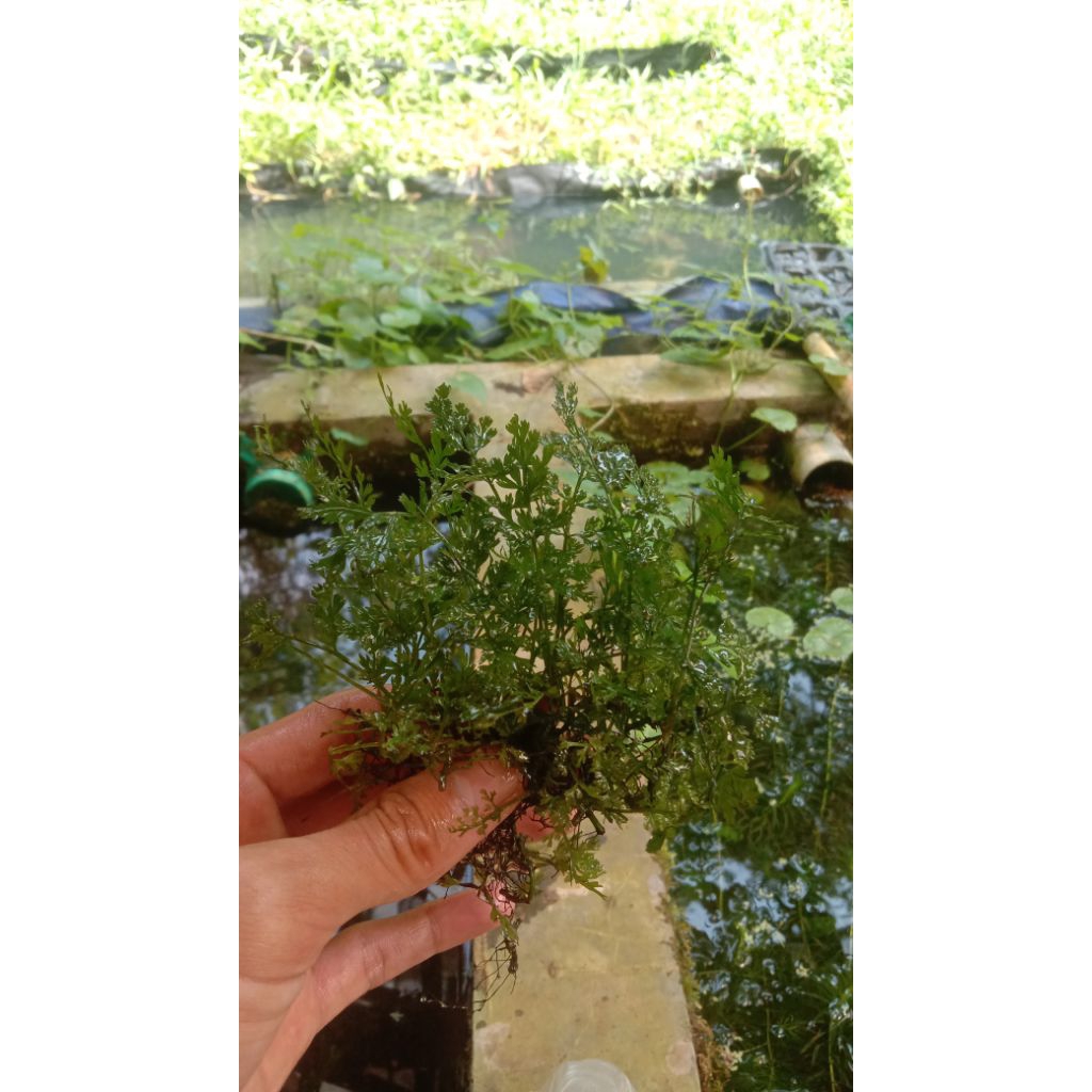 Bolbitis heteroclita difformis tanaman aquascape aquarium