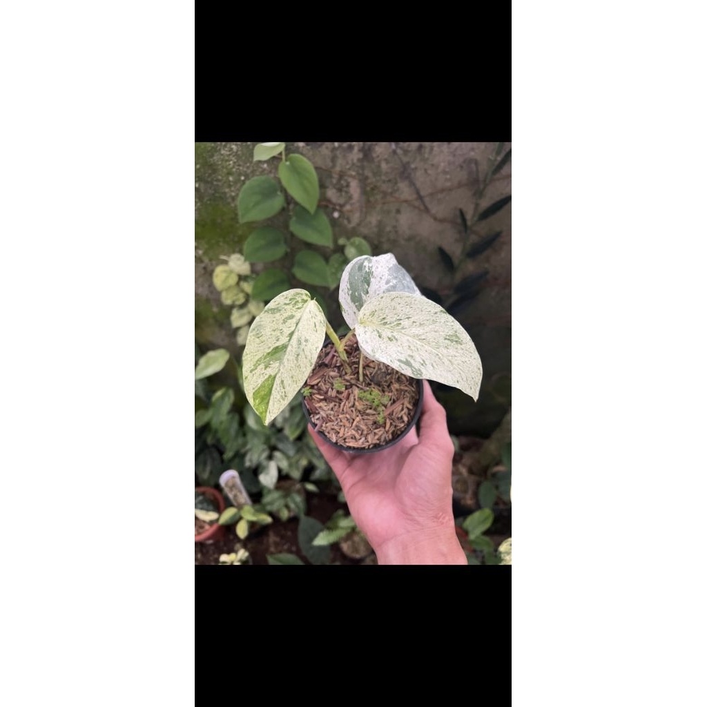 Epipremnum Sp Bali Hanoman (Tricolor)